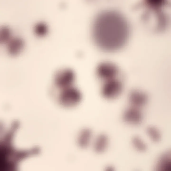 Microscopic view of bacteria undergoing cell division by binary fission