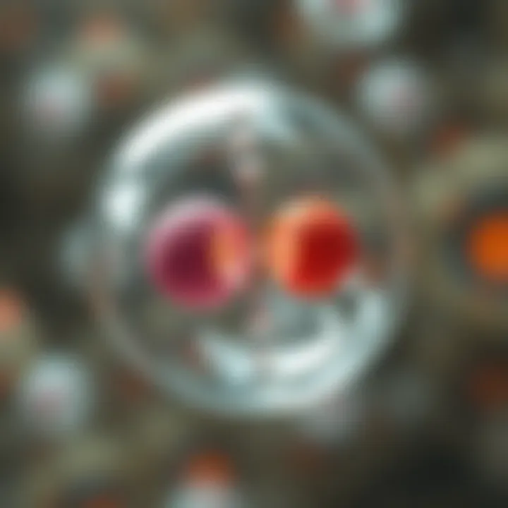 Visual representation of binary fission in a unicellular eukaryote demonstrating nucleus division and cytoplasm separation